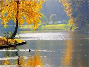 Jesień, Park, Kaczki, Woda, Drzewa
