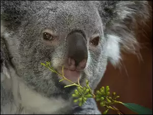 Gałązka, Koala, Głowa