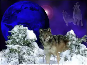 Wilk, Księżyc, Sosny, Śnieg