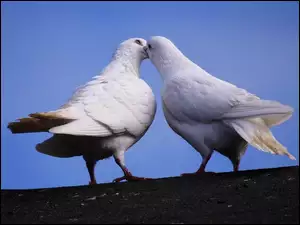 Para, Gołębi