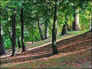 Drzewa, Park, Jesień