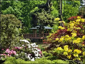 Park, Rododendrony, Altana, Kolorowe