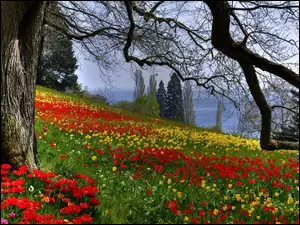 Drzewa, Tulipany