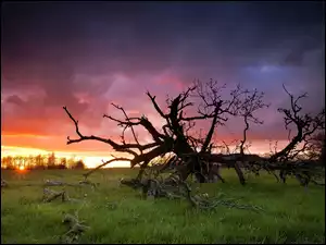 Drzewo, Słońca, Chmury, Zachód