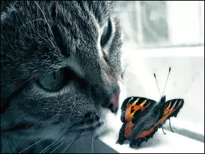Okno, Kot, Motyl