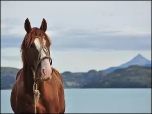 Koń, Krajobraz