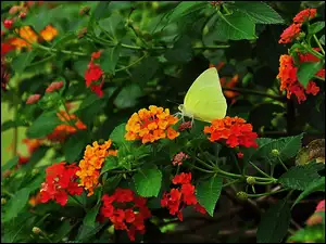 Żółty, Liście, Motyl, Kwiaty