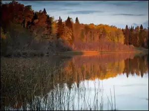 Jesień, Jezioro, Lasy
