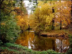 Drzewa, Jesień, Rzeka