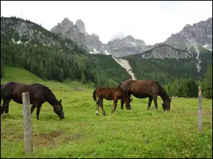 Pastwisko, Góry, Konie