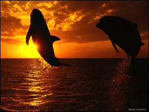 Zachód słońca, Delfiny