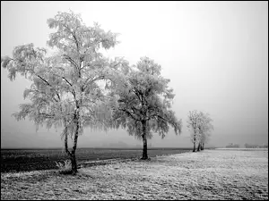 Zima, Pole, Oszronione, Drzewa