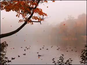 Kaczki, Spadające, Mgła, Liście, Jezioro, Drzewo