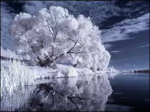 Białe, Niebo, Drzewa, Jezioro