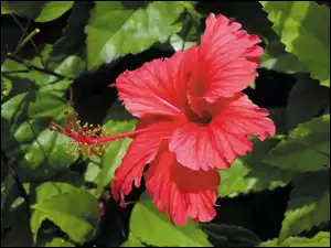 Hibiskusa, Czerwony, Kwiat