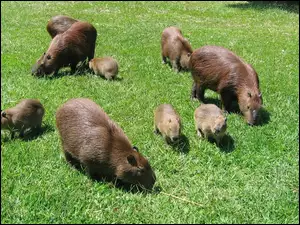 Stadko, Kapibarów