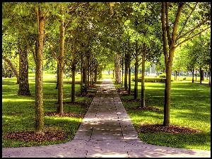 Drzewa, Park, Alejka