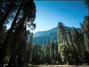 Las, Stany Zjednoczone, Park Narodowy Yosemite, Stan Kalifornia, Góry
