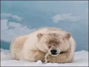 Śnieg, Miś, Polarny
