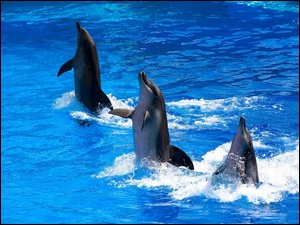 Woda, Delfiny, Trzy, Tańczące