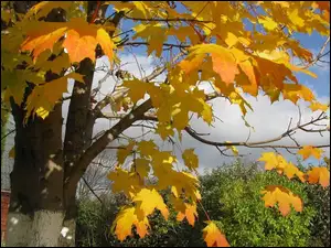 Jesień, Klon, Liście