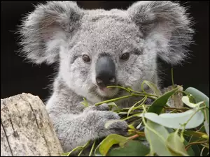Liście, Miś, Koala