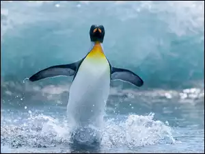 Pingwin, Morskie, Fale