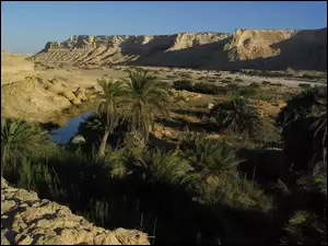 Oman, Pustynia, Palmy, Piasek, Oaza