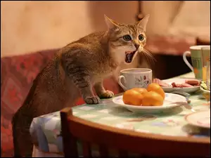 Kot, Pomarańcze, Stół, Kubki