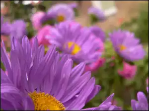 Ogród, Fioletowe, Kwiatki