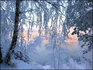 Zima, Jezioro, Drzewa