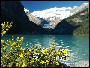 Kanada, Kwiaty, Jezioro Louise, Góry