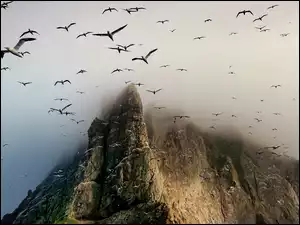 Góry, Ptaki, Szczyty, Mgła