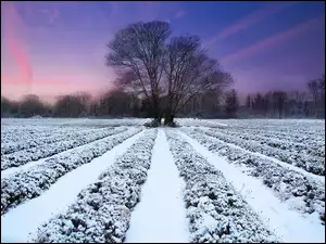 Pole, Drzewa, Uprawne, Śnieg