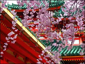 Kwiaty, Japonia, Wiśni, Świątynia