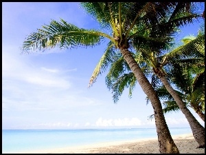 Morze, Palmy, Plaża