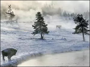 Mgła, Bizony, Drzewa, Rzeka, Śnieg