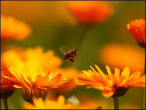 Pszczoła, Nagietki, Pomarańczowe