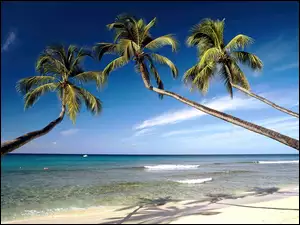 Palmy, Morze, Plaża