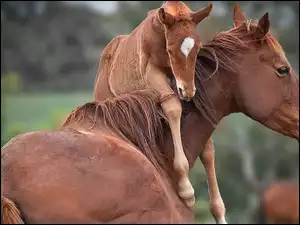Koń, Zabawa, Mama, Źrebak