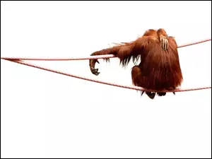 Lina, Małpa, Orangutan