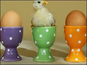 Jajka, Kurczaczek
