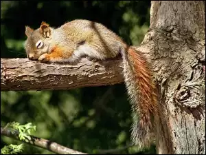 Wiewióreczka, Drzewo, Śpiąca