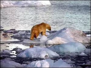 Zima, Lód, Niedźwiedź Polarny, Woda
