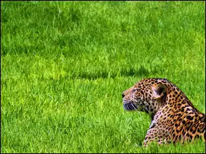 Trawa, Odpoczywajacy, Jaguar