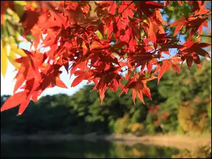 Jesień, Jesienne, Liście