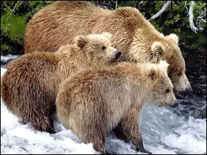 Rzeka, Rodzina, Niedźwiedzi