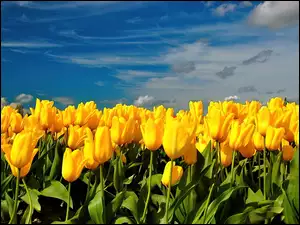 Pole, Niebo, Żółtych, Tulipanów
