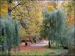 Drzewa, Park, Jesienią
