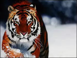 Śnieg, Tygrys, Zima
